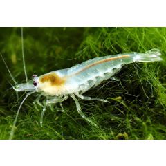 Neocaridina palmata 'White Pearl' - 4 esemplari