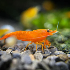 Neocaridina Davidi Orange - 4 esemplari