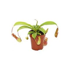 Pianta Carnivora Nepenthes Ventrata