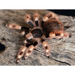 Nhandu coloratovillosus