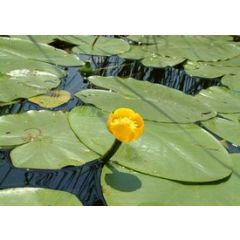 Nuphar Lutea