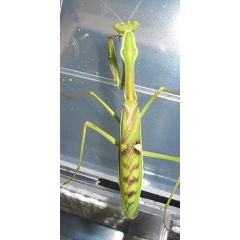Omomantis zebrata - Mantide Zebra