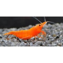 Neocaridina Davidi Orange Sakura - 4 esemplari