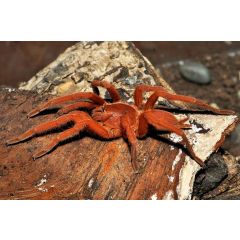 Orphnaecus philippinus