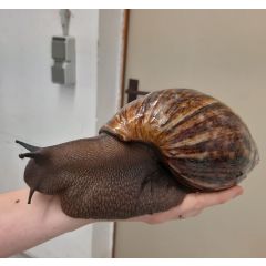 Archachatina marginata ovum