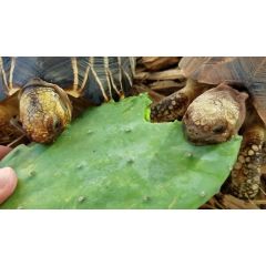 Pale di Fico d'india - Alimento per tartarughe e rettili erbivori