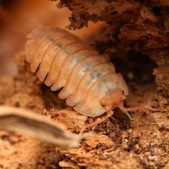 Armadillidium pallasi "Orange"