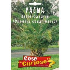 Semi Palma Delle Canarie (phoenix Canariensis)