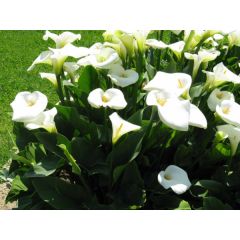 Calla Palustris