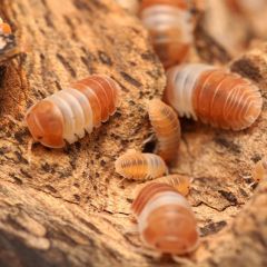 Cubaris spec. RED PANDA KING - 1 pezzo