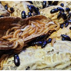 Peanut Beetle - Ulomoides dermestoides