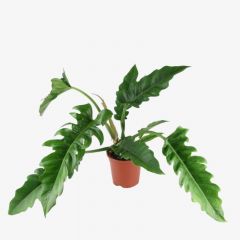 Philodendron narrow escape XL 90cm