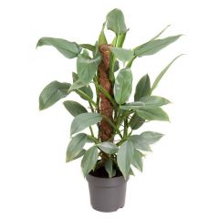 Philodendron Silver Queen 55cm
