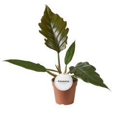 Philodendron Bipinnatifidum Choco Empress