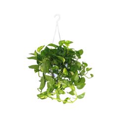 Pothos in basket sospeso