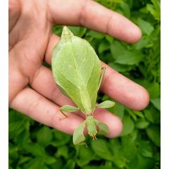 Phyllium gardabagusi