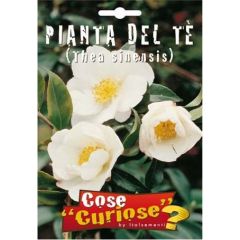 Semi Pianta Del Th