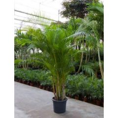 Palma Chrysalidocarpus Lutescens