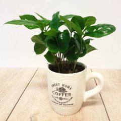 Pianta Del Caffè su tazza di ceramica