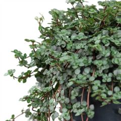 Pilea glaucophylla "Greyzy"