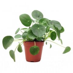 Pilea peperomioides - Pianta delle Monete