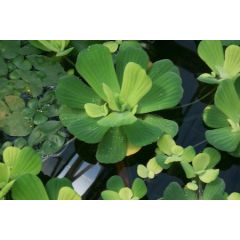 Pistia Stratiotes