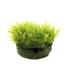 Plagiomnium affine in vitro 'Pearl Moss'