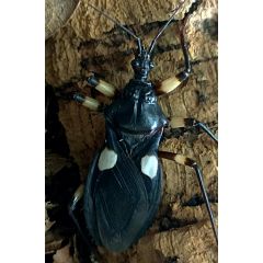 Platymeris biguttatus "Ghost"