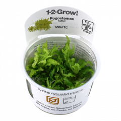 Tropica Pogostemon helferi 1-2-Grow!