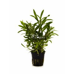 Aquaflora - Pogostemon quadrifolius (octopus)