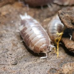 Porcellio laevis Milkback - Colonia starter