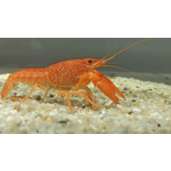 Procambarus Alleni Orange