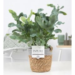 Vaso Pure Basket 14x14cm