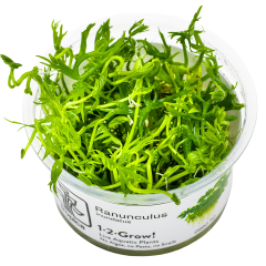 Tropica Ranunculus inundatus 1-2-Grow!