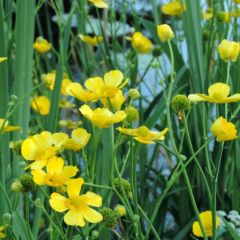 Ranunculus lingua "Grandiflorus"