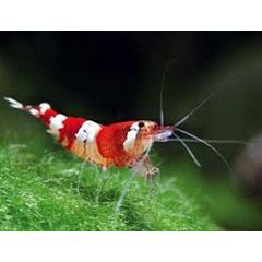 Caridina sp. Cantonensis Taiwan Bee Crystal Red - 3 esemplari