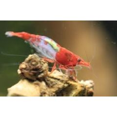 Neocaridina Davidi (Ex Heteropoda) var. Rili Red - 5 esemplari