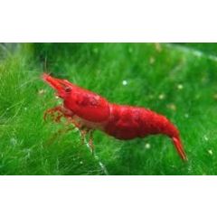 Neocaridina Davidi Red Sakura - 4 esemplari