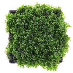 Tropica - Riccardia chamedryfolia "Coral Moss" su griglia d'acciaio 5x5cm