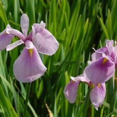 Iris Laevigata 'rose Queen'
