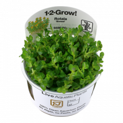 Tropica Rotala indica 'Bonsai' 1-2-Grow!