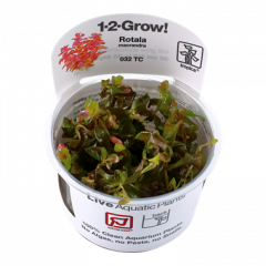 Tropica Rotala macrandra 1-2-Grow!