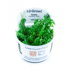 Tropica Rotala rotundifolia 'Green' 1-2-Grow!