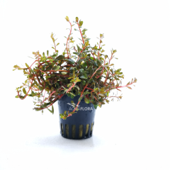 Rotala rotundifolia 'H'ra'