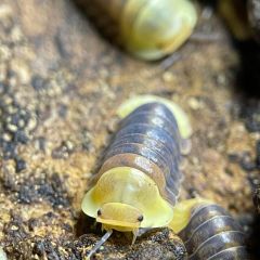 Cubaris sp. "Rubber Ducky"