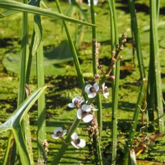 Sagittaria sagittifolia