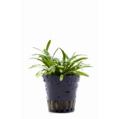 Sagittaria Subulata Teres
