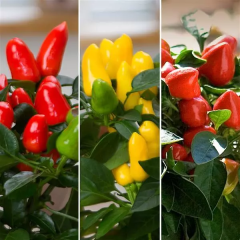 Peperoncino piccante ornamentale Samba Mix
