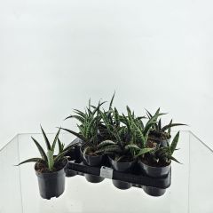Sansevieria trifascia