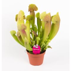 Pianta Carnivora Sarracenia Barba